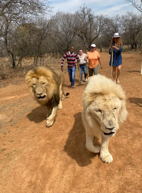 Premium Luxury Shuttle